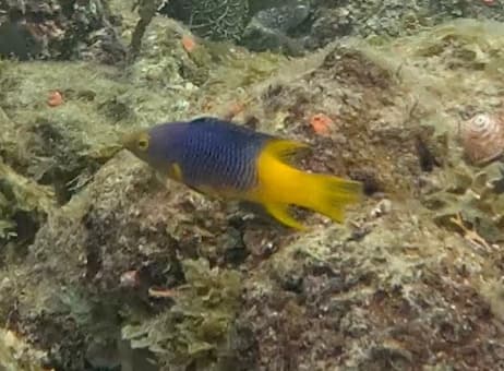 Spanish Hogfish in a marine aquarium