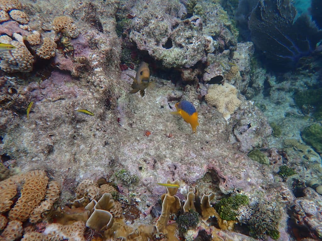 Spanish Hogfish in a marine aquarium
