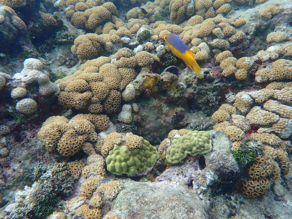 Spanish Hogfish showing purple and yellow coloration