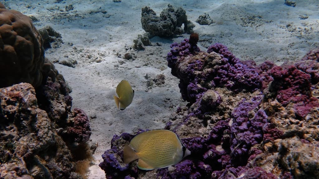Speckled Butterflyfish in a marine aquarium