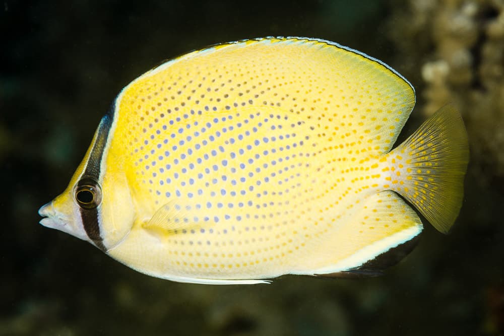 Speckled Butterflyfish in a marine aquarium