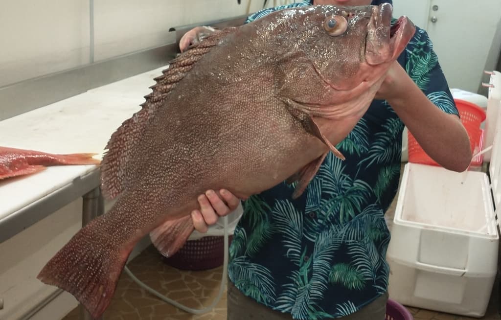 Speckled Hind in a marine aquarium