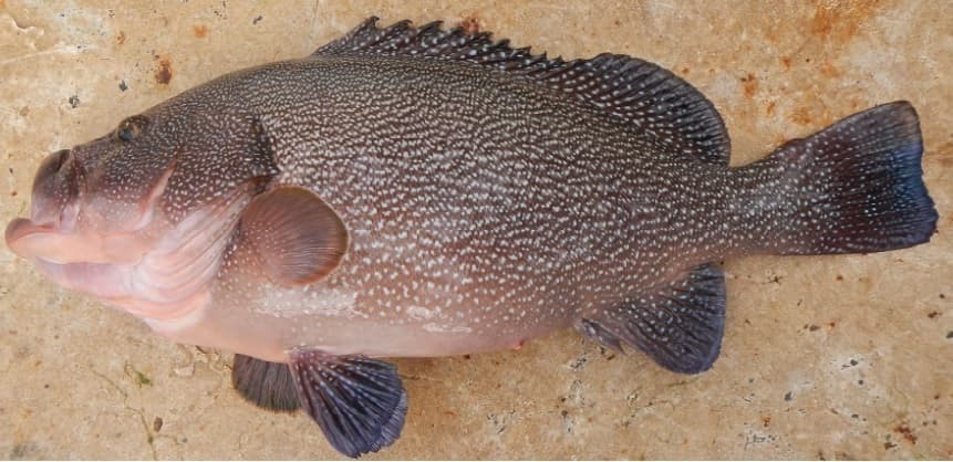 Speckled Hind in a marine aquarium