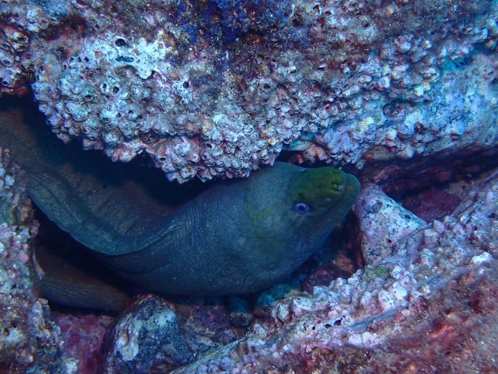 Speckled Moray in a marine aquarium