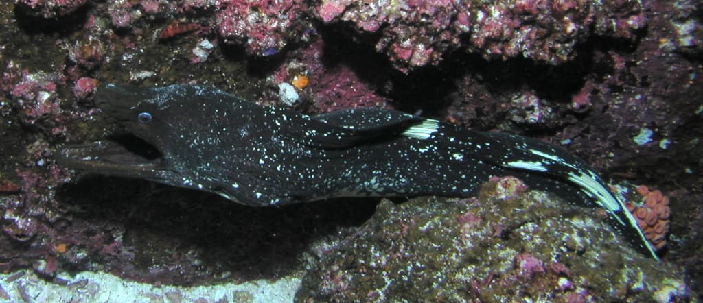 Speckled Moray in a marine aquarium