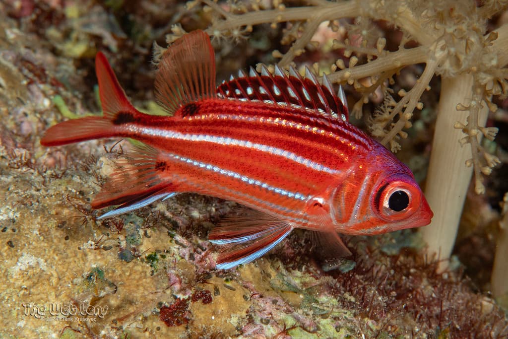 Speckled Squirrelfish in a marine aquarium