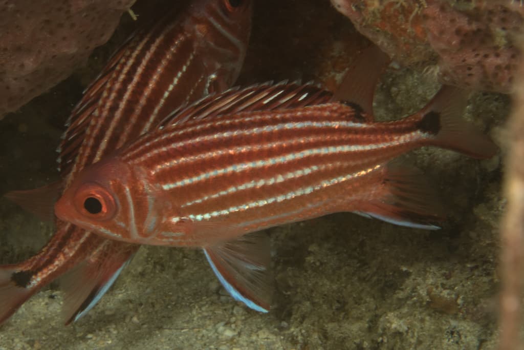 Speckled Squirrelfish in a marine aquarium