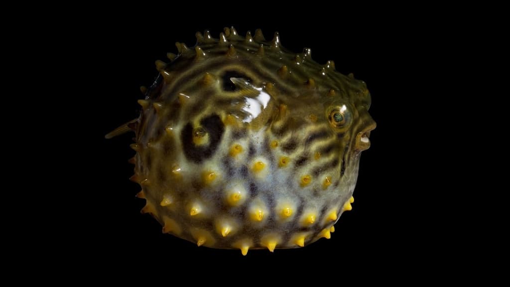 Spiny Box Puffer in a marine aquarium