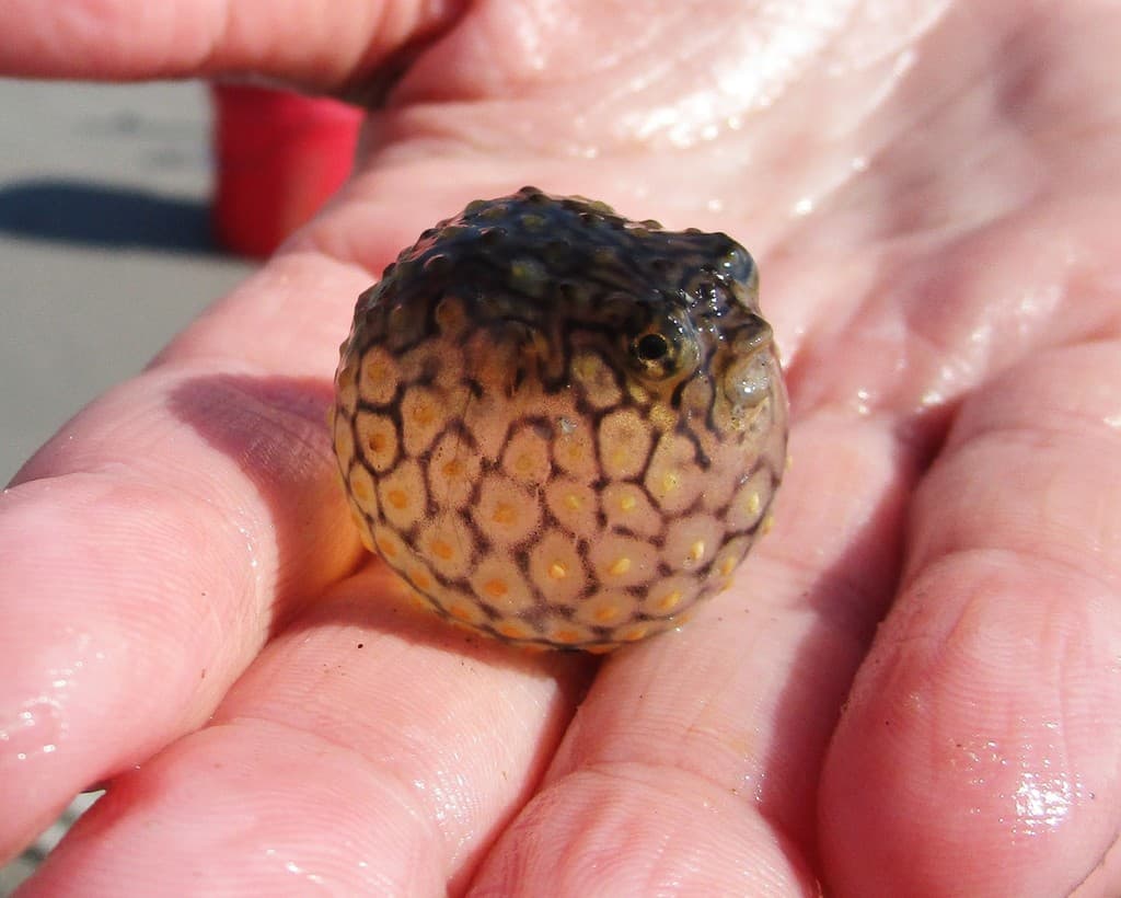 Spiny Box Puffer in a marine aquarium