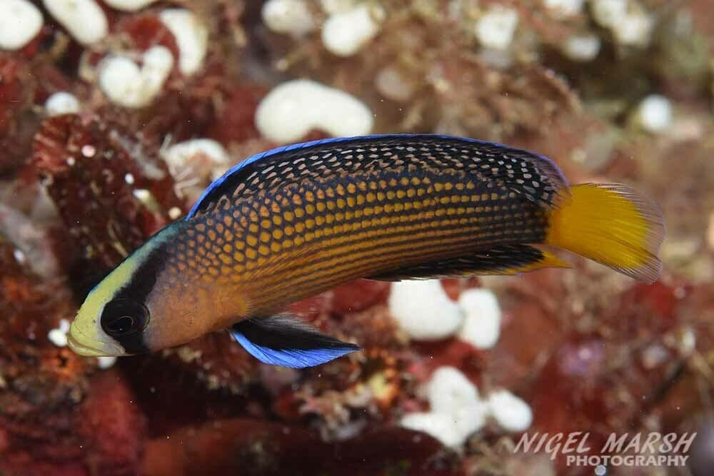 Splendid Dottyback in a marine aquarium