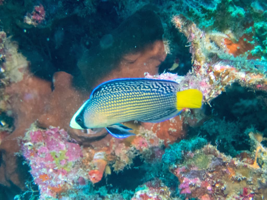 Pseudochromis