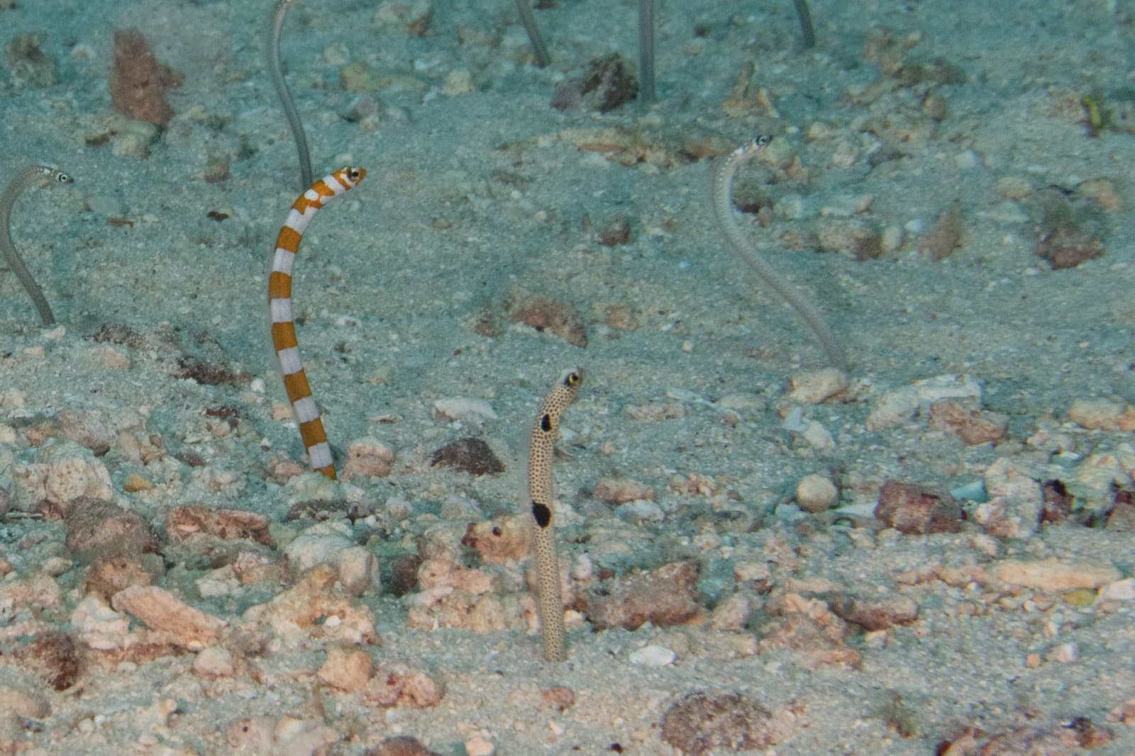 Splendid Garden Eel in a marine aquarium
