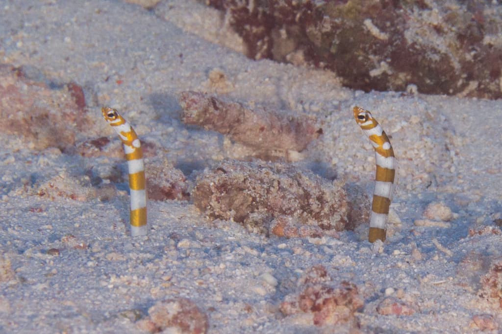 Splendid Garden Eel in a marine aquarium