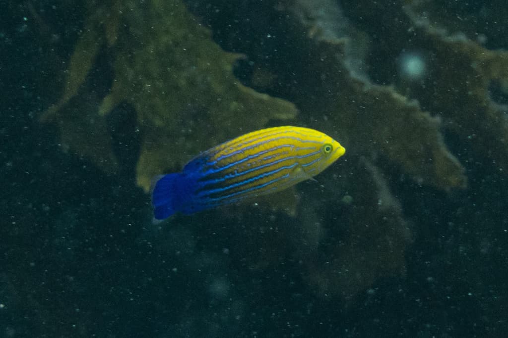 Splendid Pintail Wrasse in a marine aquarium