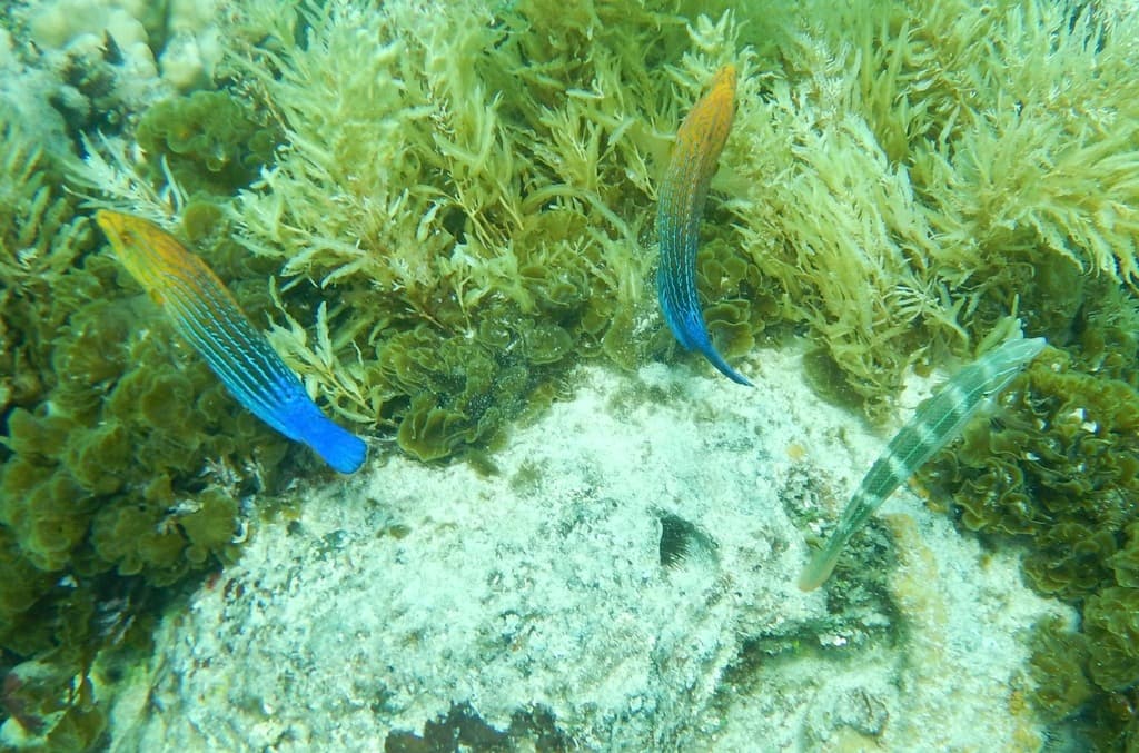 Splendid Pintail Wrasse in a marine aquarium