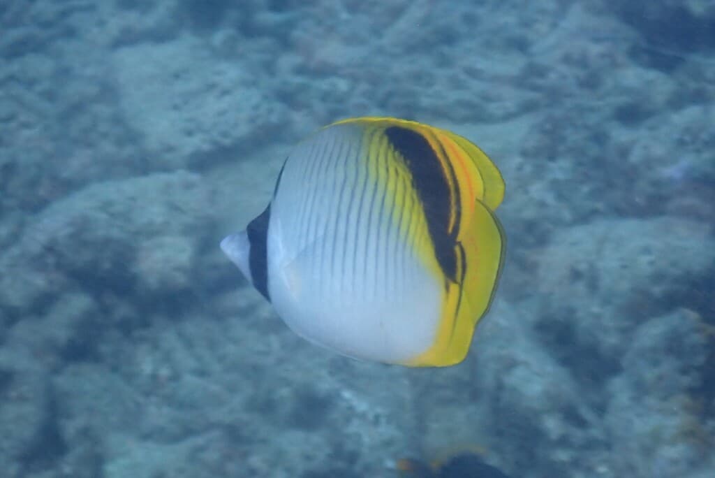 Spot-nape Butterflyfish in a marine aquarium