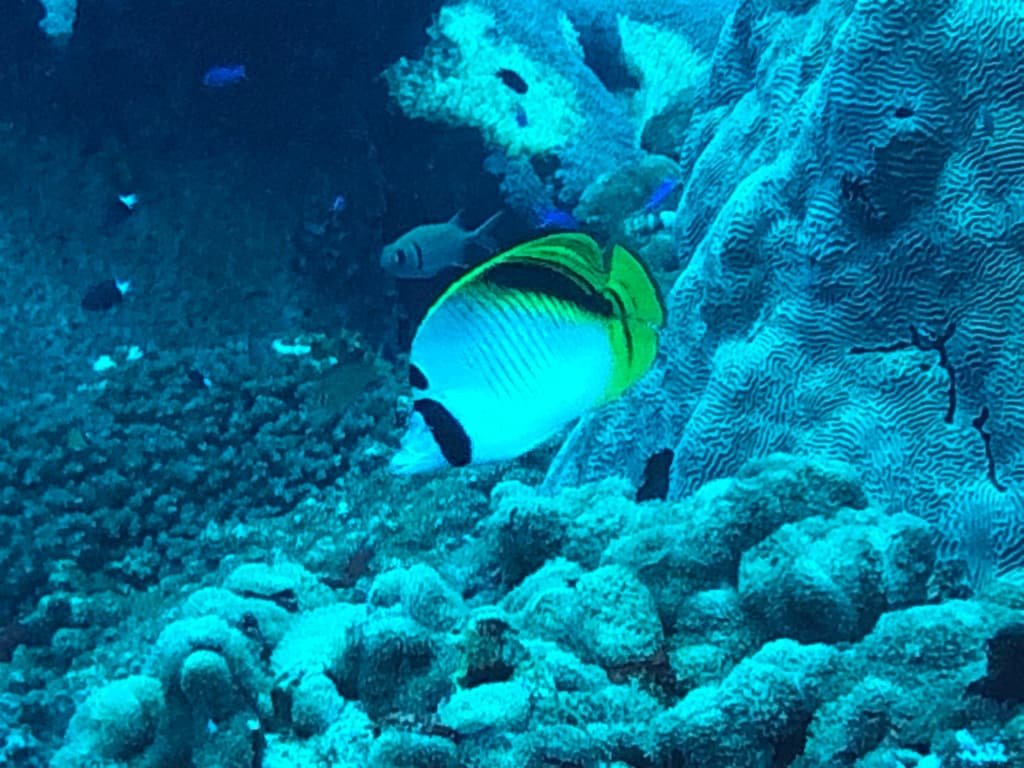 Spot-nape Butterflyfish in a marine aquarium