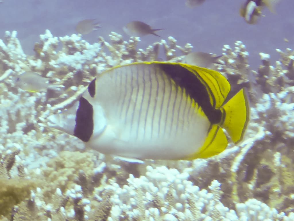 Spot-nape Butterflyfish in a marine aquarium