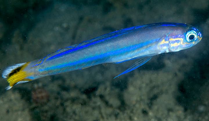 Spot-tail Dartfish in a marine aquarium