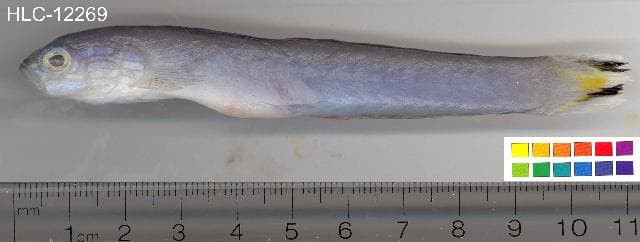 Spot-tail Dartfish in a marine aquarium