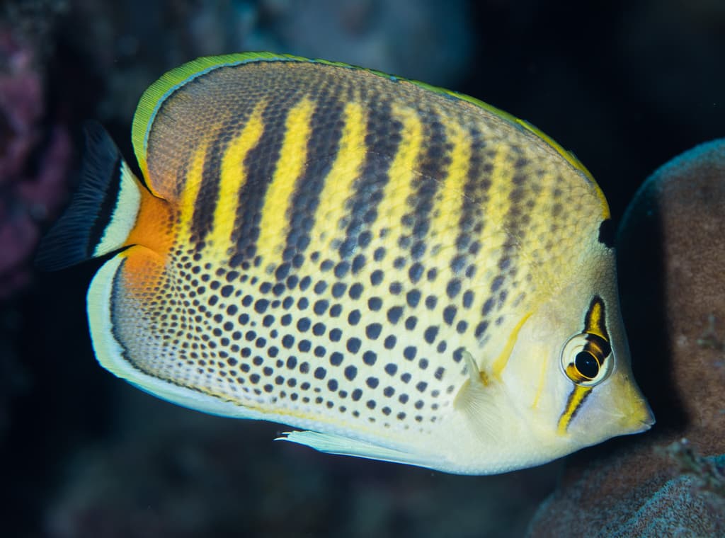 Spotband Butterflyfish in a marine aquarium