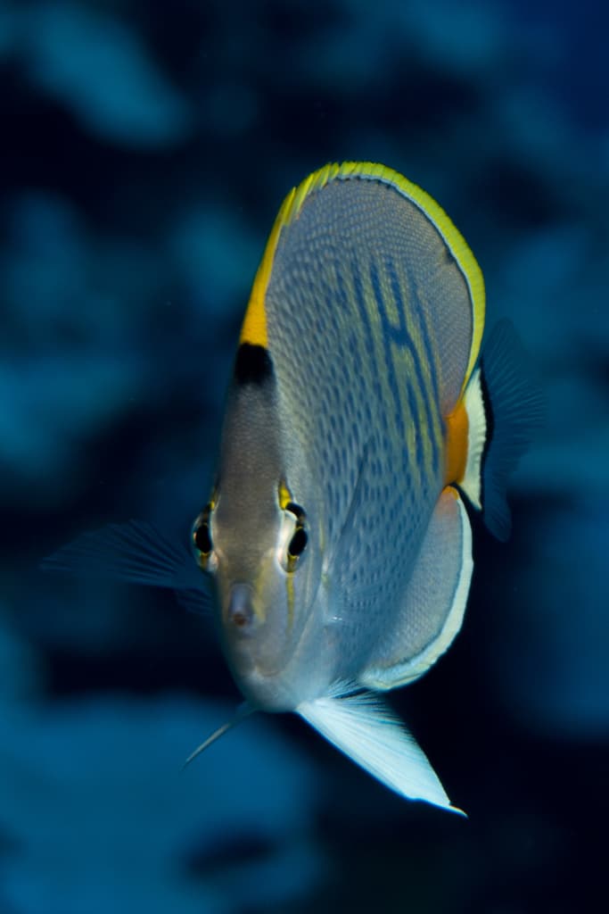 Spotband Butterflyfish in a marine aquarium