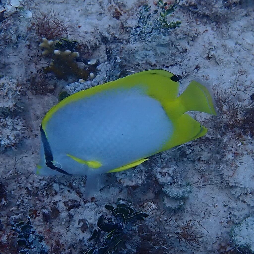 Spotfin Butterflyfish in a marine aquarium