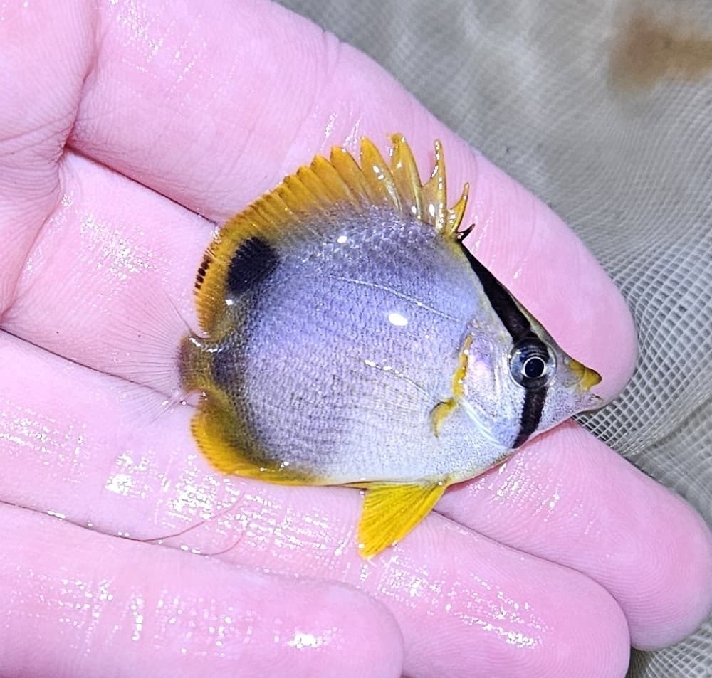 Spotfin Butterflyfish in a marine aquarium
