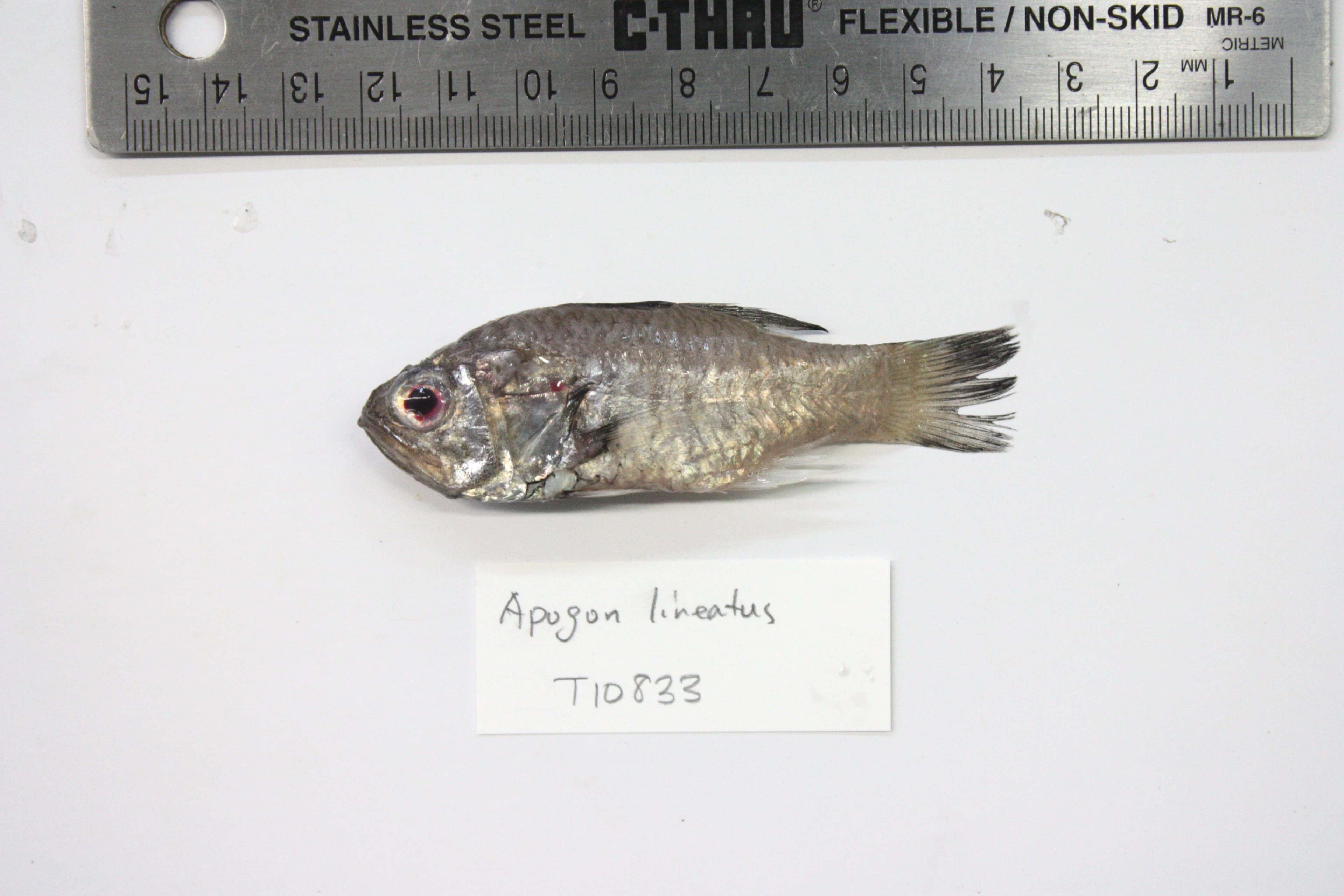 Spotfin Cardinalfish in a marine aquarium