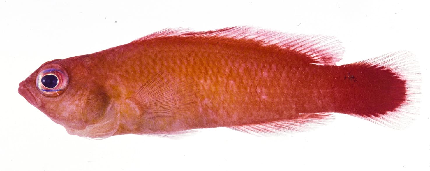 Spotfin Dottyback in a marine aquarium