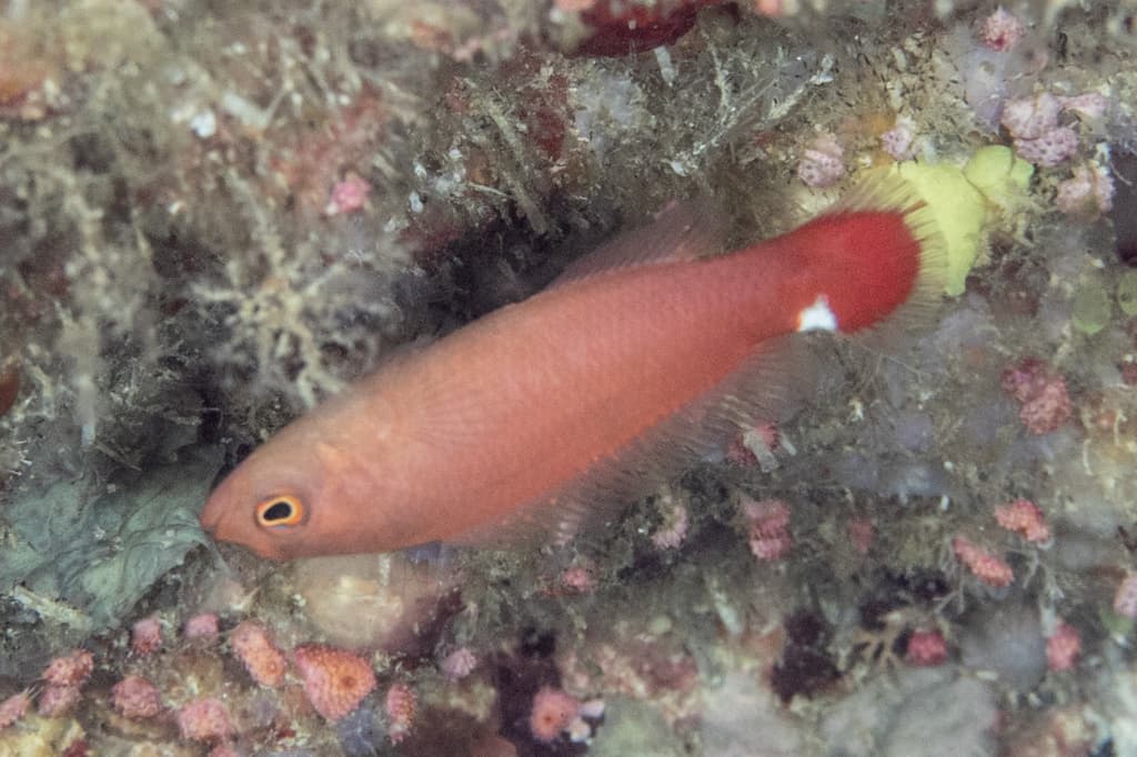 Spotfin Dottyback in a marine aquarium