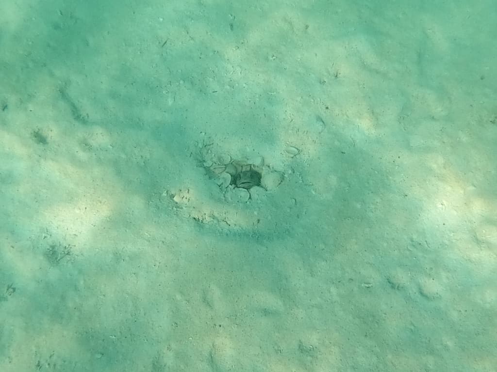 Spotfin Jawfish in a marine aquarium