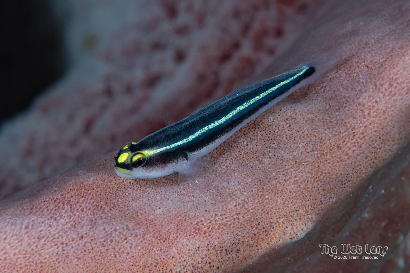 Spotlight Goby in a marine aquarium