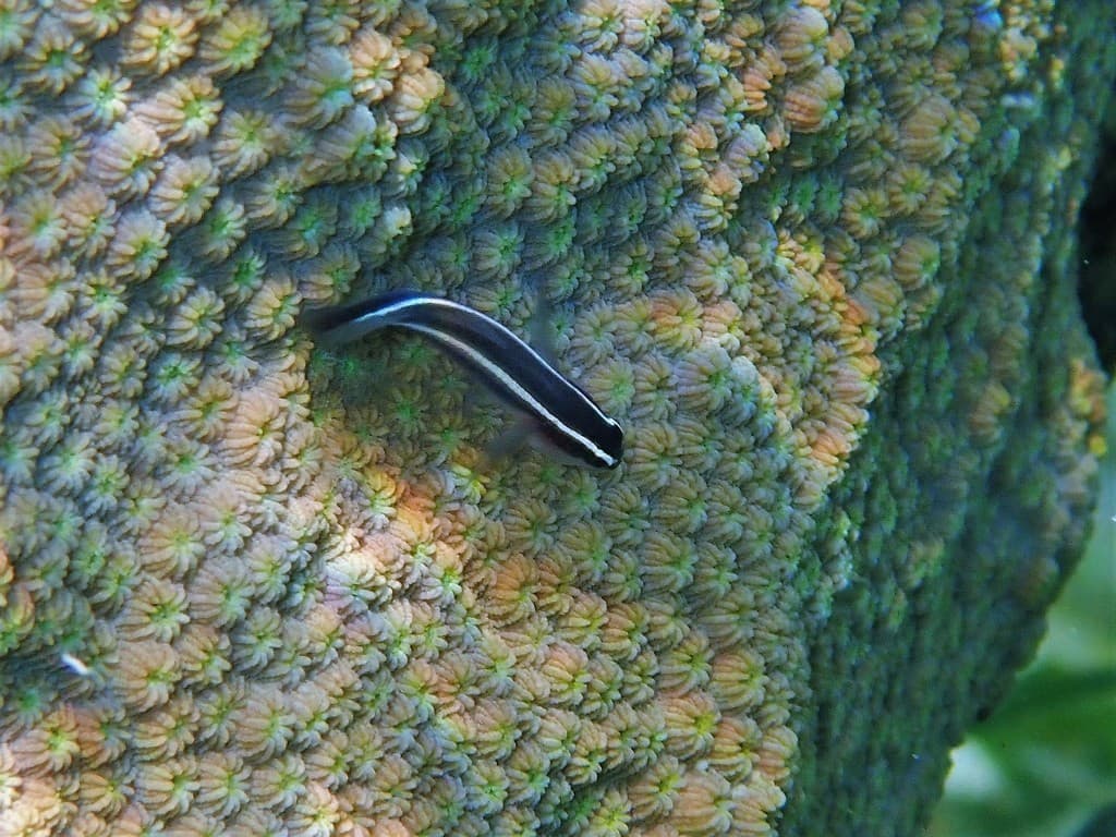 Spotlight Goby in a marine aquarium