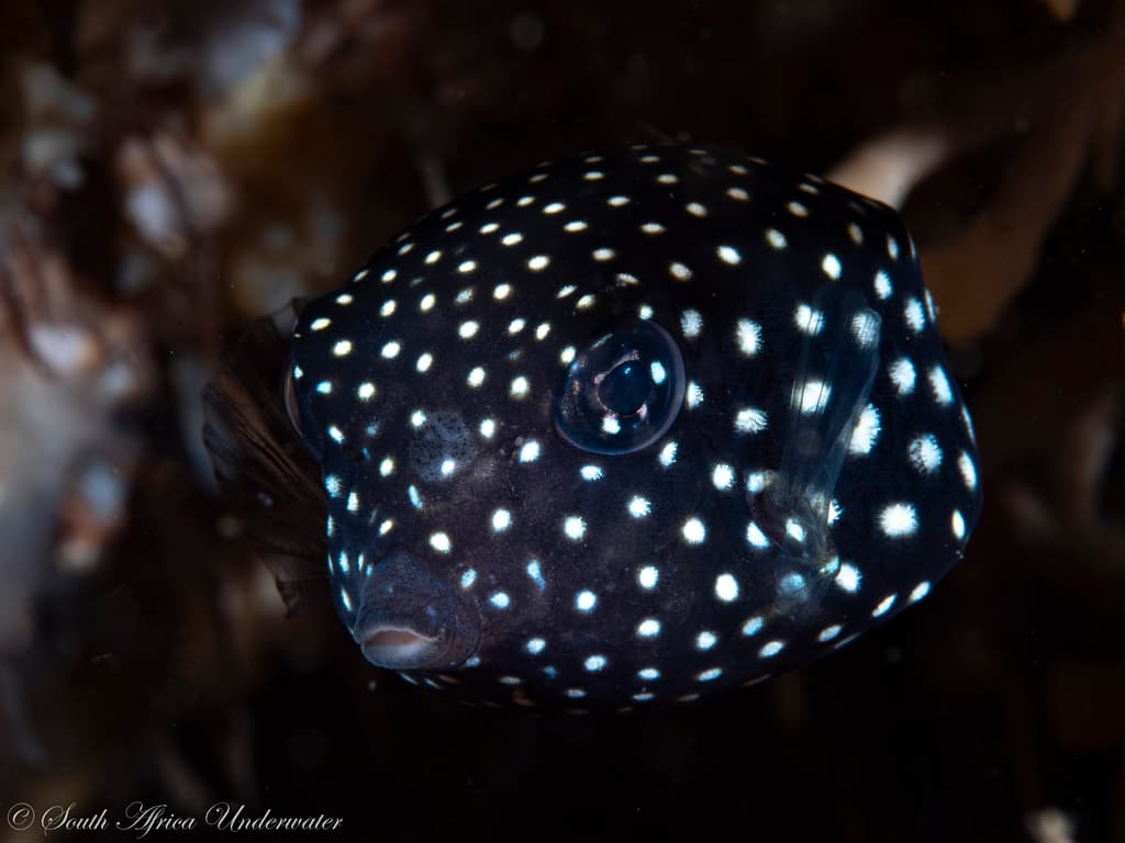 Spotted Boxfish in a marine aquarium
