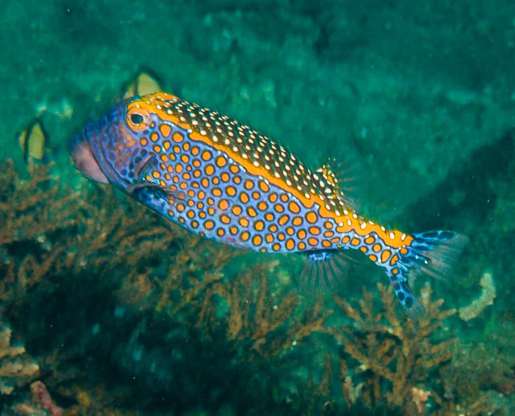 Spotted Boxfish in a marine aquarium
