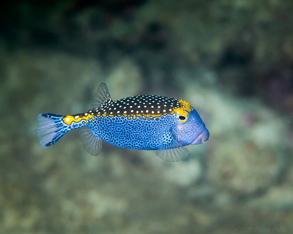 Spotted Boxfish displaying colorful pattern in a marine aquarium