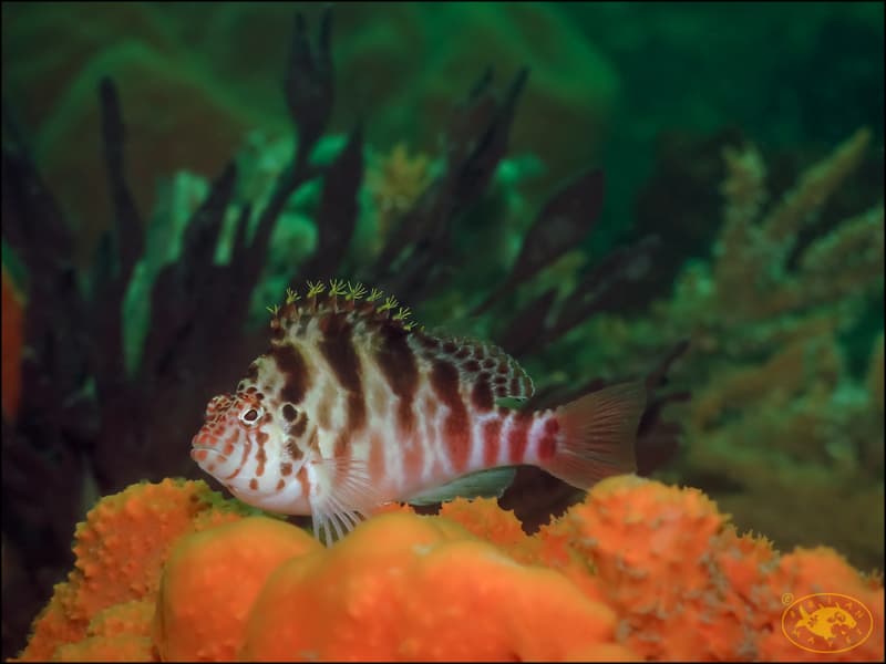 Spotted Hawkfish in a marine aquarium