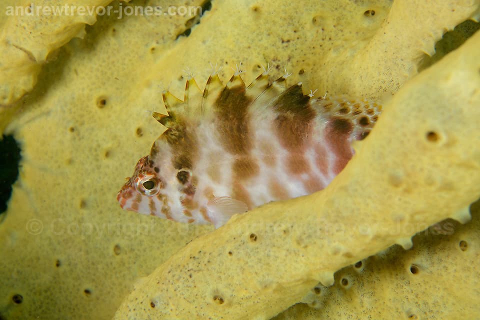 Spotted Hawkfish in a marine aquarium