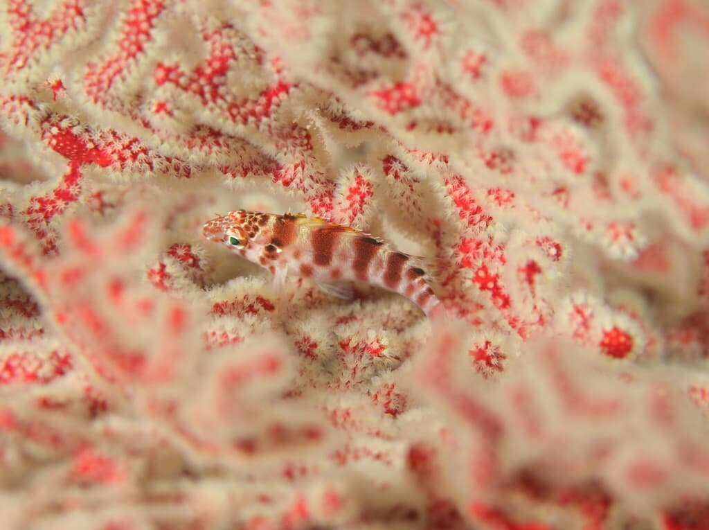 Spotted Hawkfish perched on coral in a marine aquarium