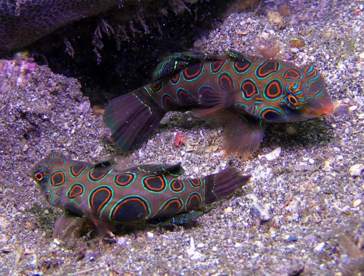 Spotted Mandarin Dragonet in a marine aquarium