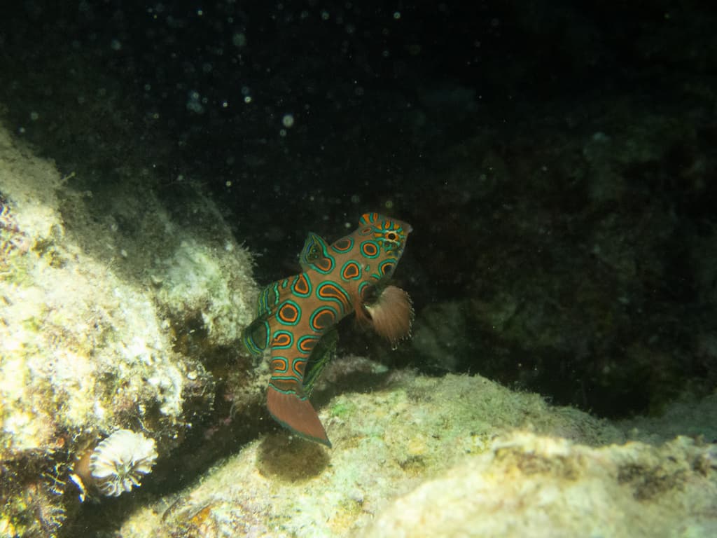 Spotted Mandarin Dragonet in a marine aquarium