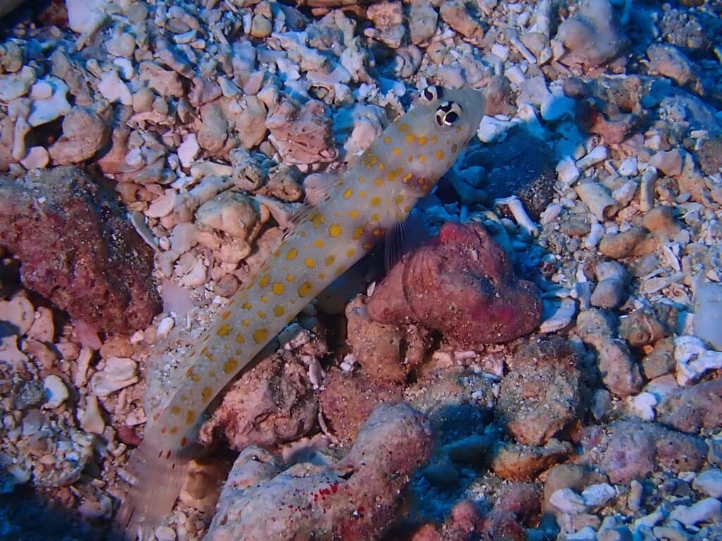 Spotted Prawn Goby in a marine aquarium