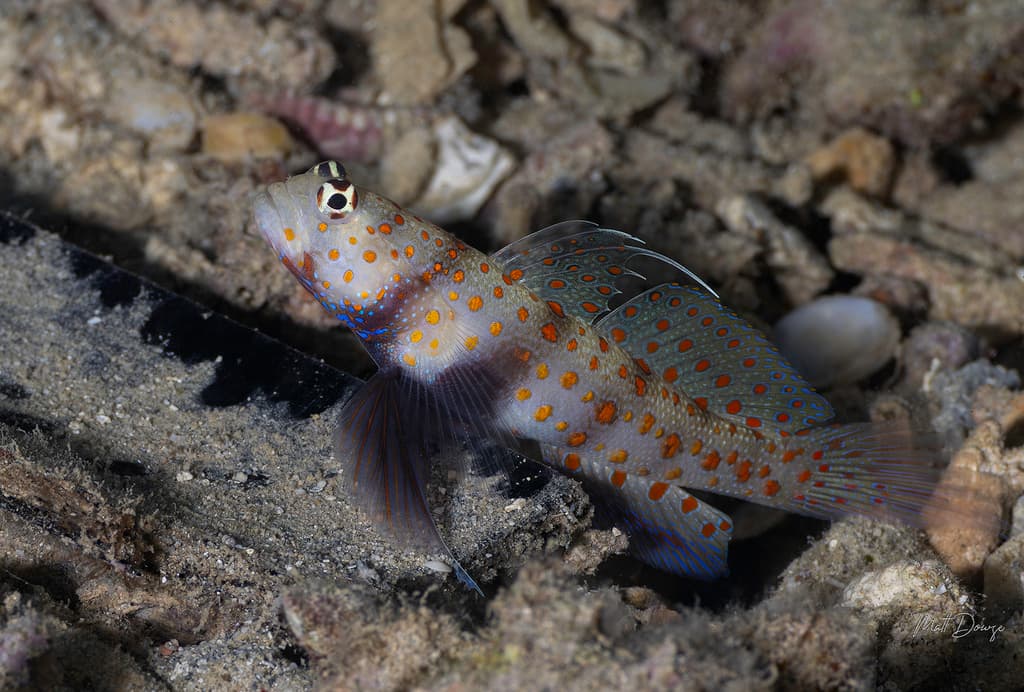 Spotted Prawn Goby in a marine aquarium