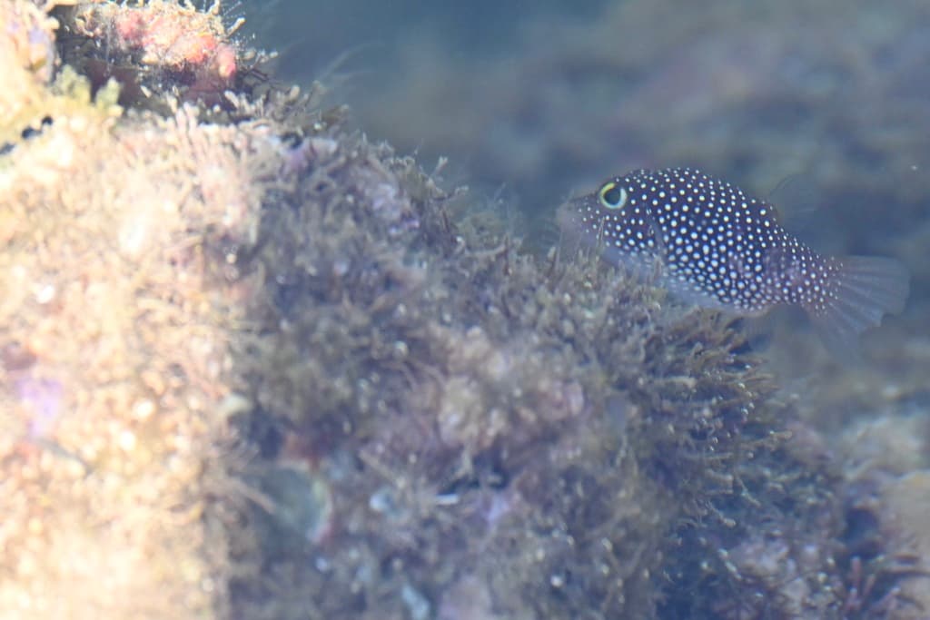 Spotted Sharpnose Puffer in a marine aquarium