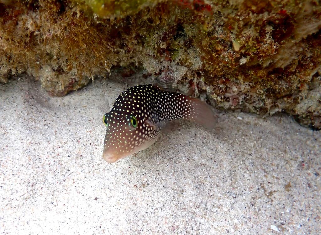 Spotted Sharpnose Puffer in a marine aquarium