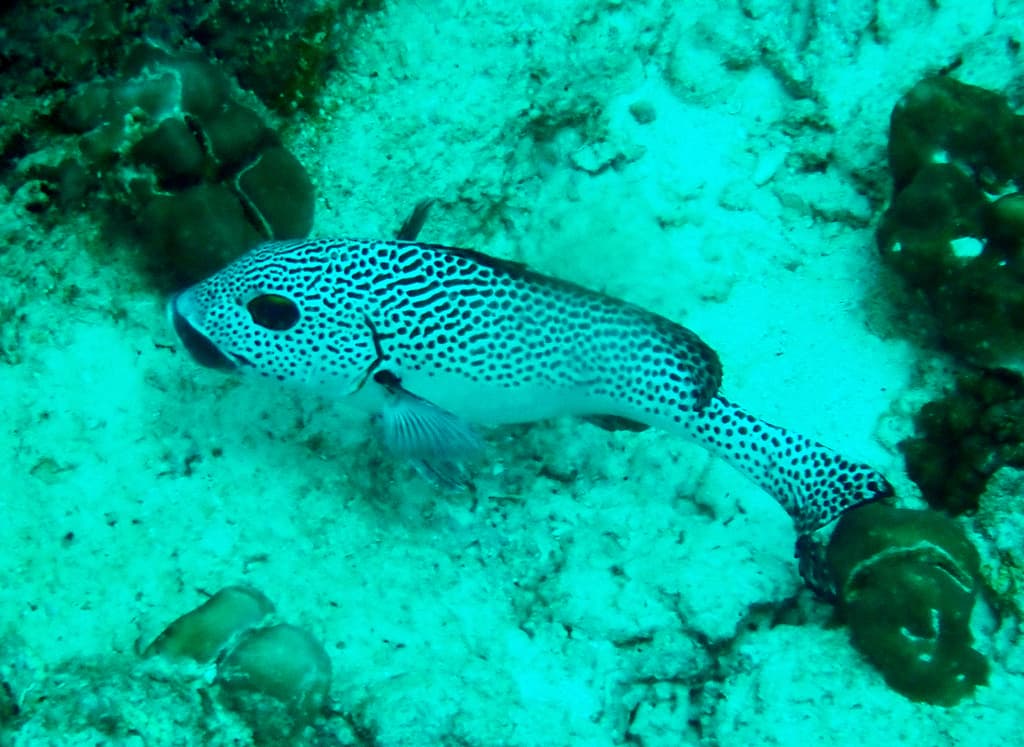 Spotted Sweetlips in a marine aquarium