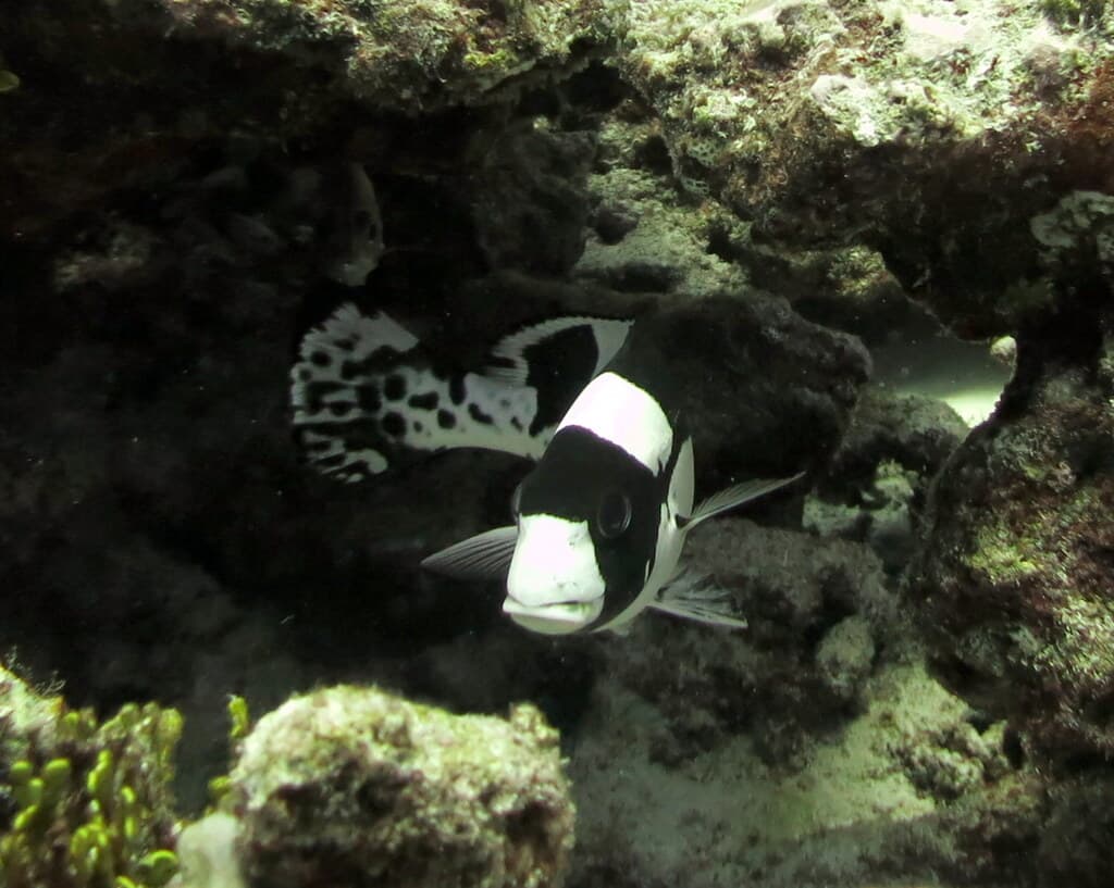 Spotted Sweetlips in a marine aquarium