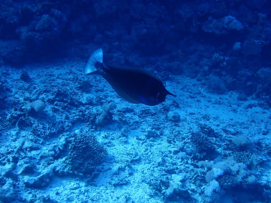Spotted Unicornfish in a marine aquarium