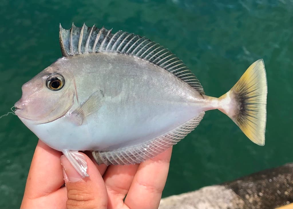 Spotted Unicornfish in a marine aquarium